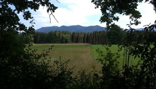 Blick durch den Wald auf eine Wiese